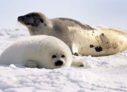 Seal Massacre
