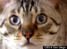 http://i.huffpost.com/gen/706018/thumbs/s-PICO-DE-GATO-large.jpg