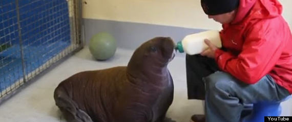 Orphan Baby Walrus Rescue Walrus Stranded In Lagoon Rescued