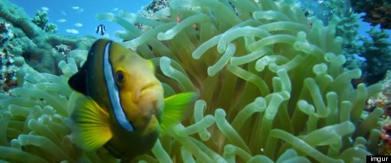 Marshall Islands Threatened Reefs
