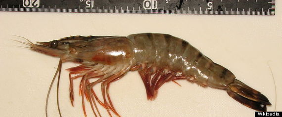 Asian Tiger Prawn