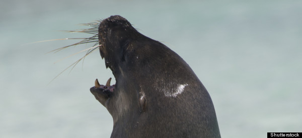 seal flu health threat