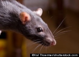 Smell You Later, Ya Dirty Rats!