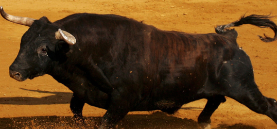 Bull