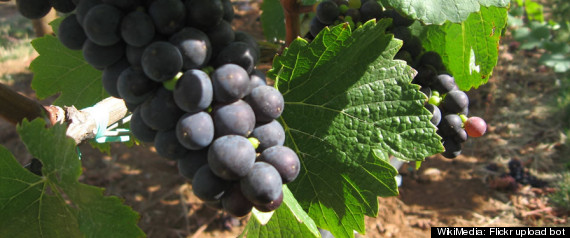 Pinot Noir Popularity