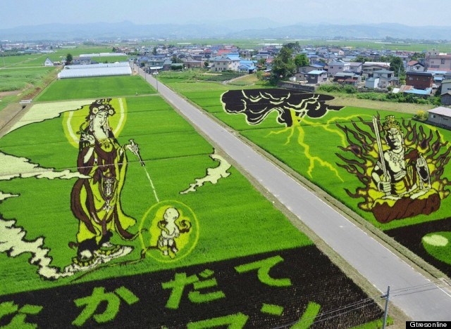 campos de arroz dibujos