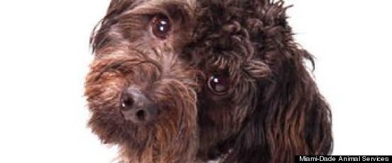 Miami Animal Adoption Dogs Cats