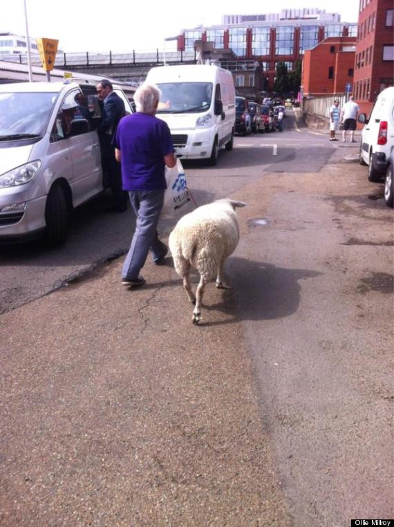 manwithsheep
