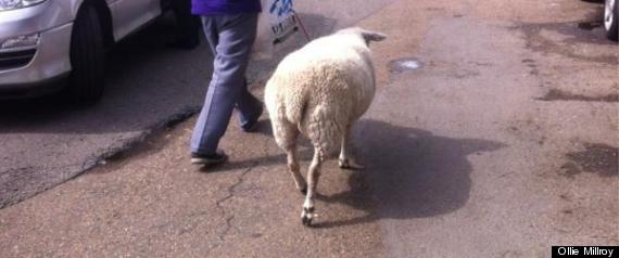 Manwithsheep