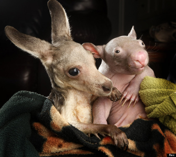 joey and anzac