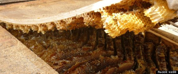 Massive Bee Infestation Transforms Roof Into Huge Hive PHOTOS