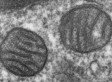 Why Women Live Longer? Fruit Fly Study Suggests Mutations In Mitochondrial DNA To Blame