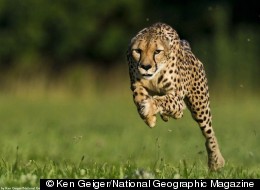 Cheetah Fast