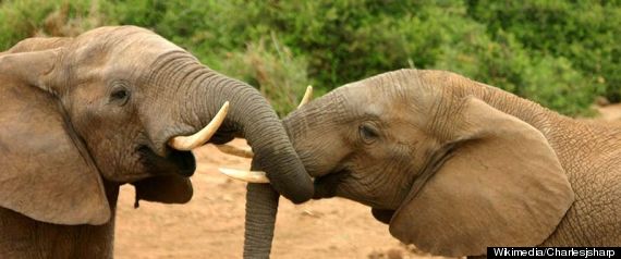 Elephants Infrasonic