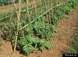 Tierra a cambio de tomates