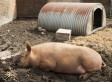 Indiana State Fair Swine Sent Home With High Temperatures