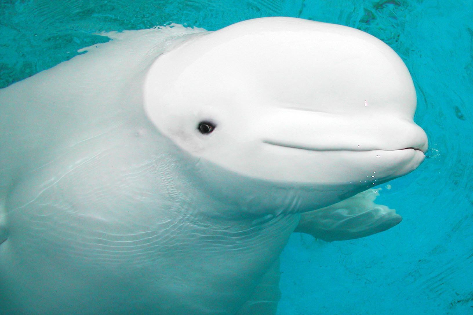 Beluga Whale Baby