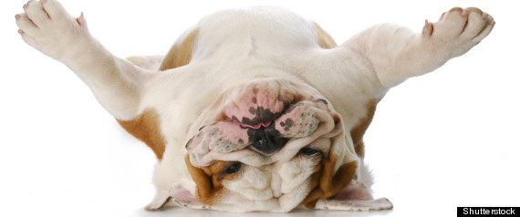 FIDO CASTING CALL 2