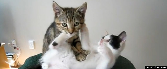 Kitten Massage