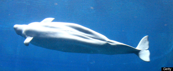 Whale