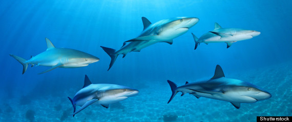 Shark Week 2012