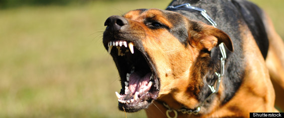 Aggressive Dog