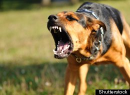 s-AGGRESSIVE-DOG-large.jpg