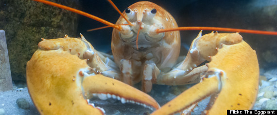 Lobster