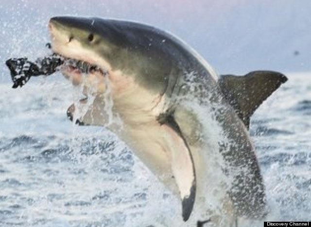 http://urls.re/S3R .PHOTOS: 'Air Jaws Apocalypse' Captures Lunging Sharks