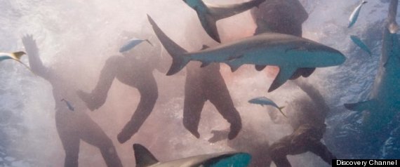 Shark Week