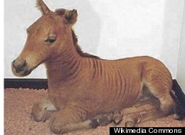 The Coolest Pets Humanity Has Bred Into Existence