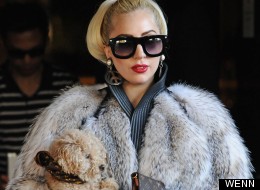 For Fur's Sake, Gaga!
