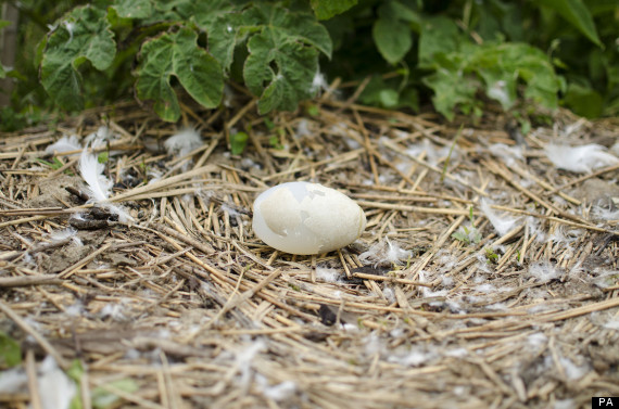 cyber egg