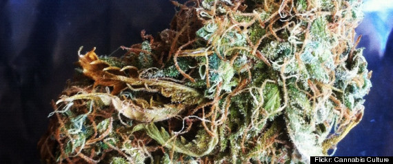 Marijuana