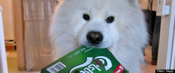 Chien Biere