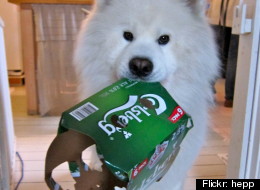 19 chiens capables de vous apporter une bière (VIDÉOS)