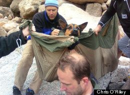 Dog Rescue Colorado