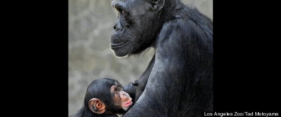 La Zoo Chimp Baby Death