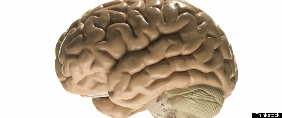 Cerebro