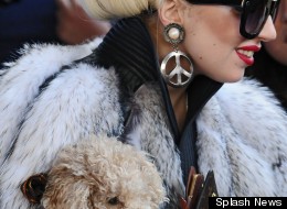 Gaga Tries To Clear Up Fur Debate. Fails.