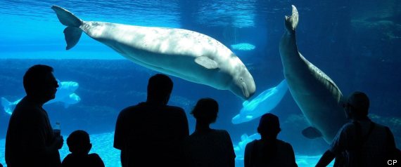 Marineland Mistreating Animals