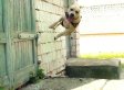 WATCH: Dog's Parkour Skills Will Blow Your Mind