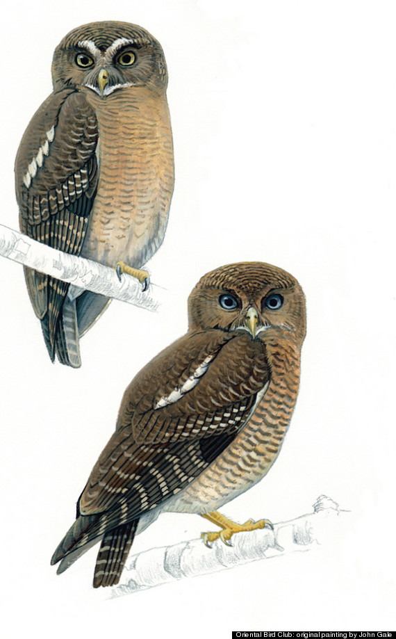 Owl Hawk