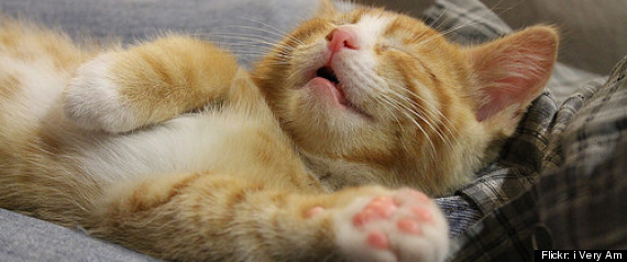 Sleep Quiz