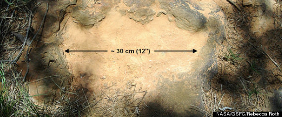 Nodosaur Footprints