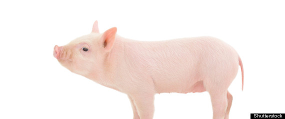 Swine Flu Pig