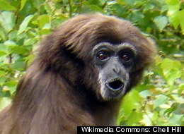 LISTEN: Helium-Sucking Apes Sing For Scientists