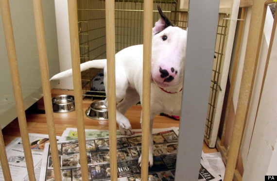 bull terrier