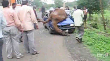 Camel on car