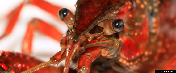 Lobster Glut